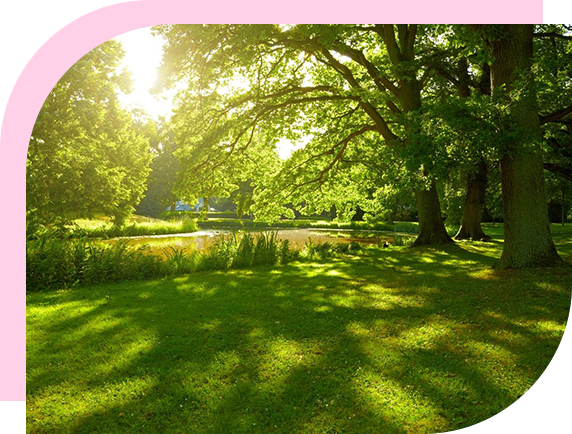 A park with trees and grass in the foreground.