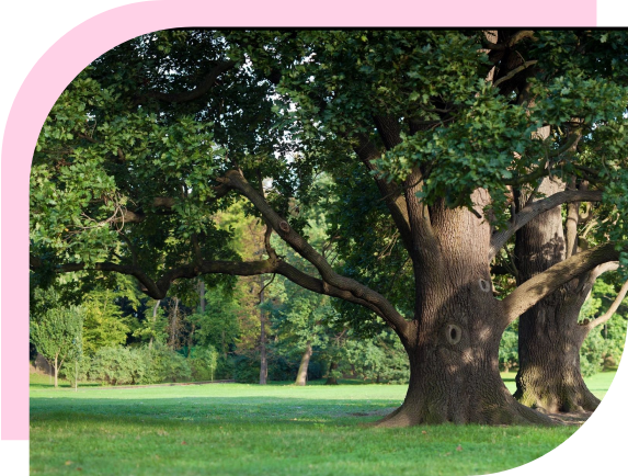 A large tree in the middle of a park.