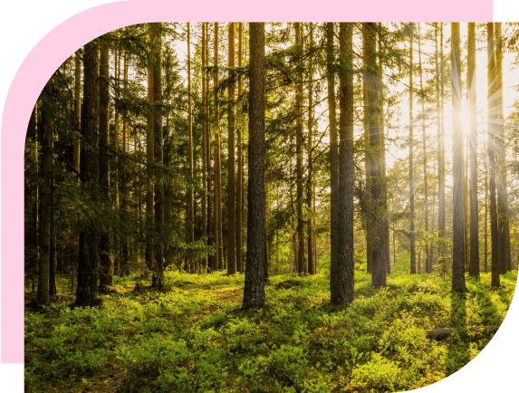 A forest with trees and bushes in the background