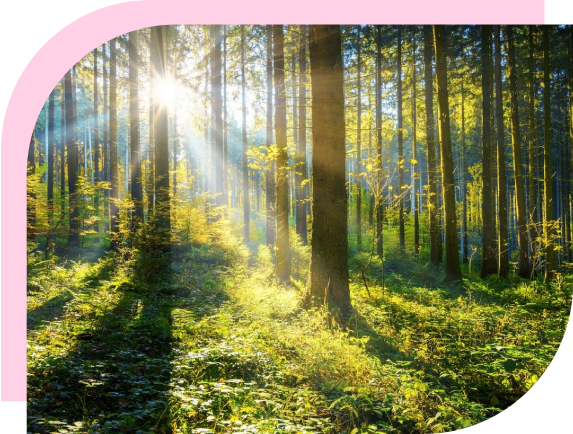 A forest with trees and sunlight shining through.