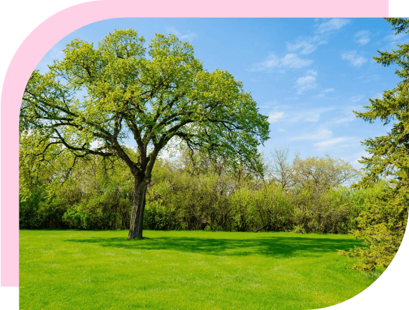 A large tree in the middle of a field.